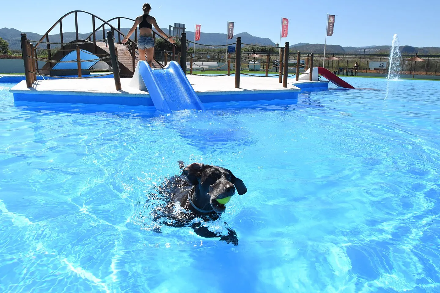 piscina para perros