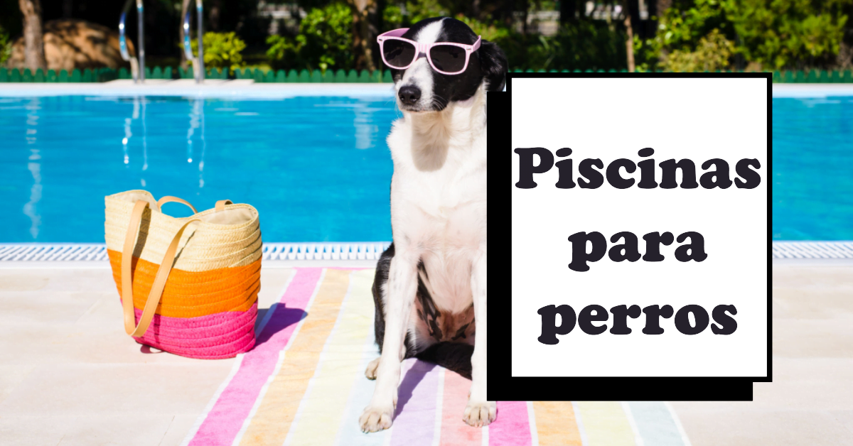 Piscinas para ir con perros