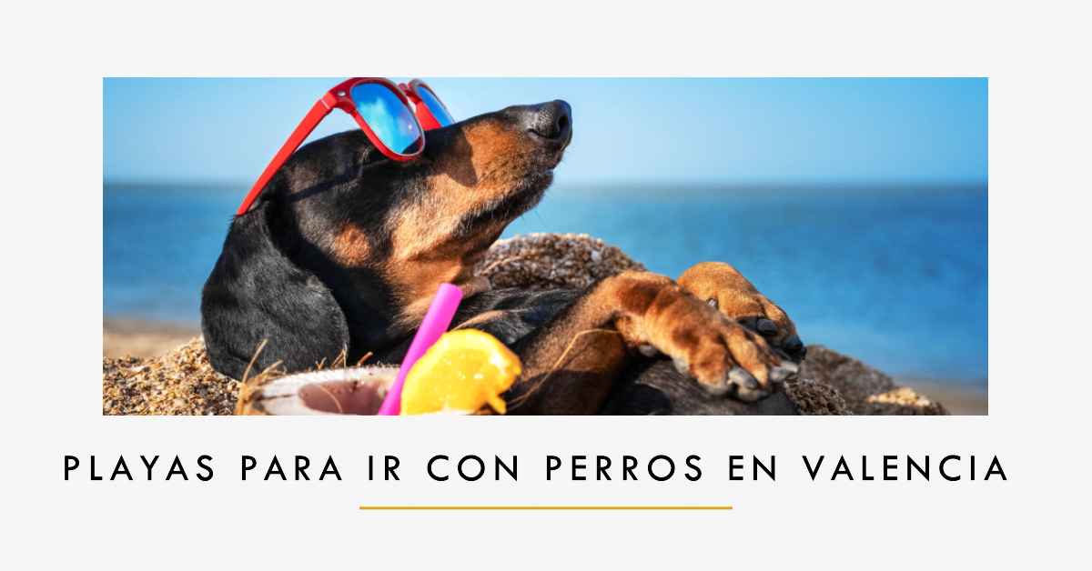 Playas para ir con perros en valencia