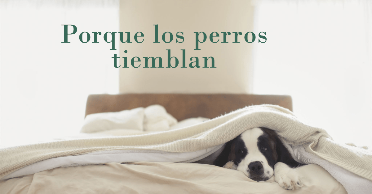 Porque los perros tiemblan