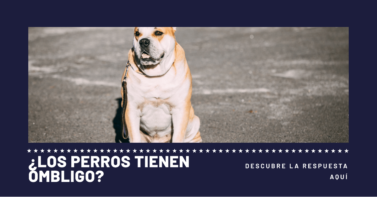 Los perros tienen ombligo