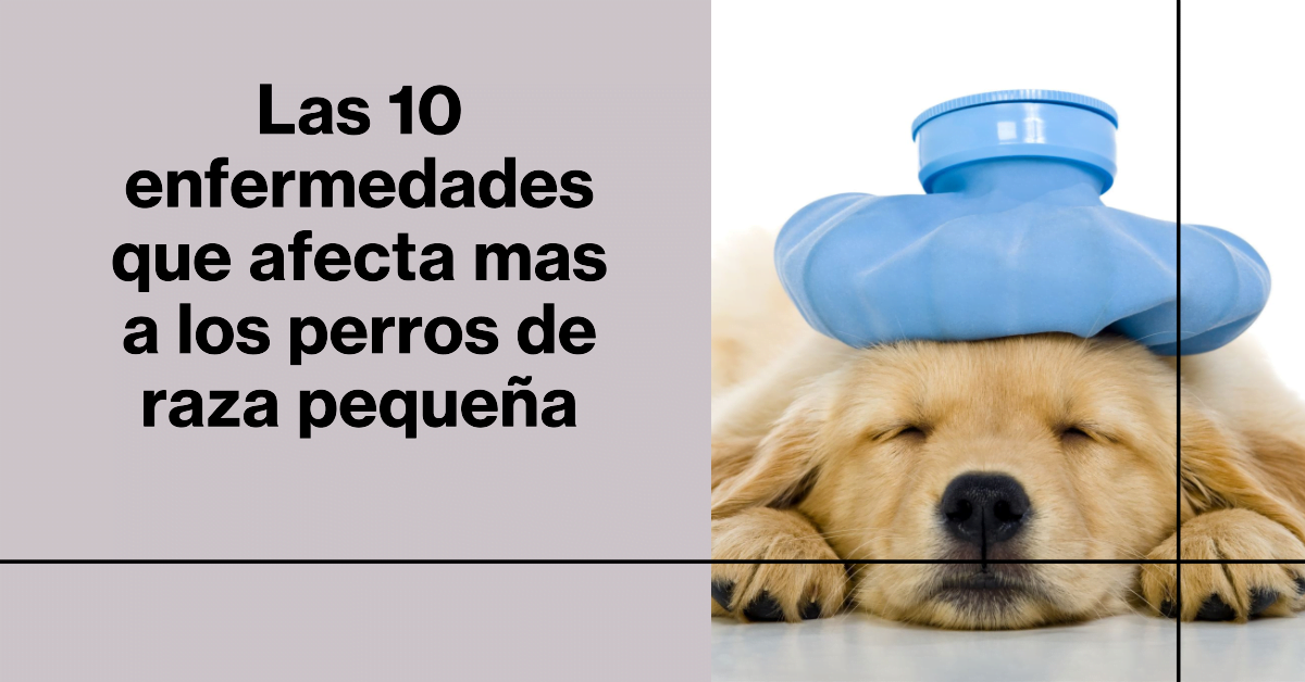 Las 10 enfermedades que afecta mas a los perros de raza pequeña