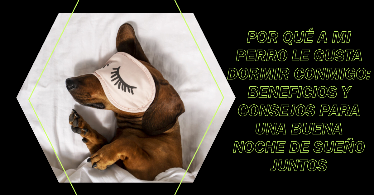 Por qué a mi perro le gusta dormir conmigo: Beneficios y consejos para una buena noche de sueño juntos