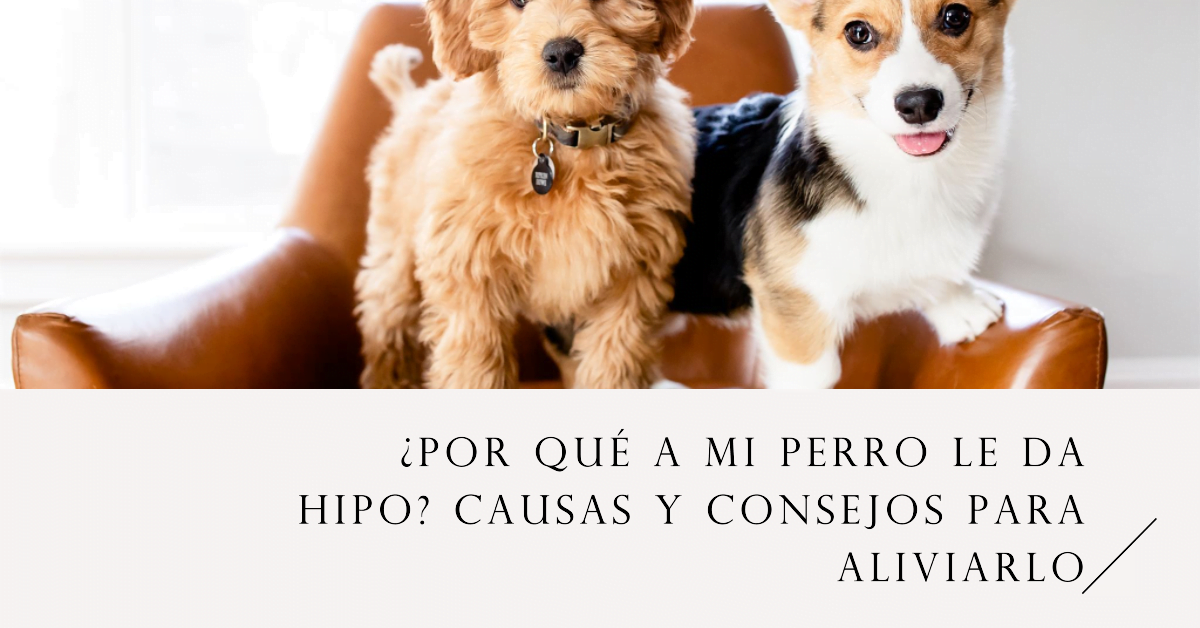 ¿Por qué a mi perro le da hipo? Causas y consejos para aliviarlo