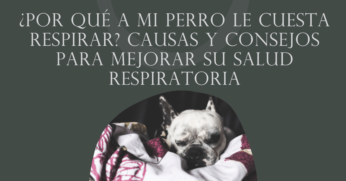 ¿Por qué a mi perro le cuesta respirar? Causas y consejos para mejorar su salud respiratoria