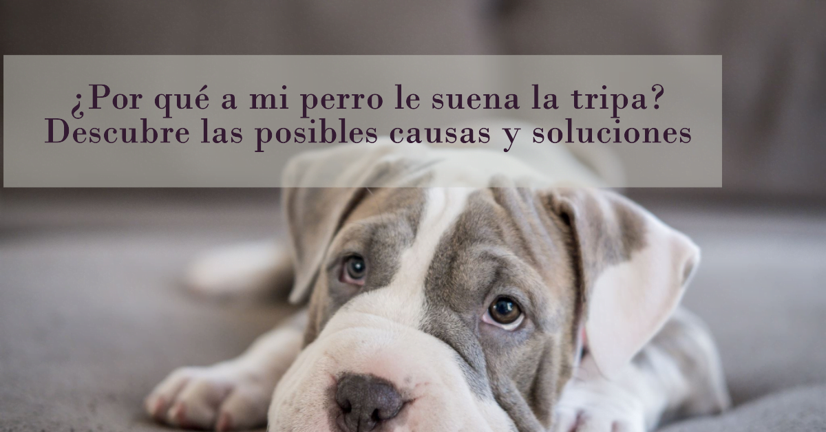 ¿Por qué a mi perro le suena la tripa? Descubre las posibles causas y soluciones