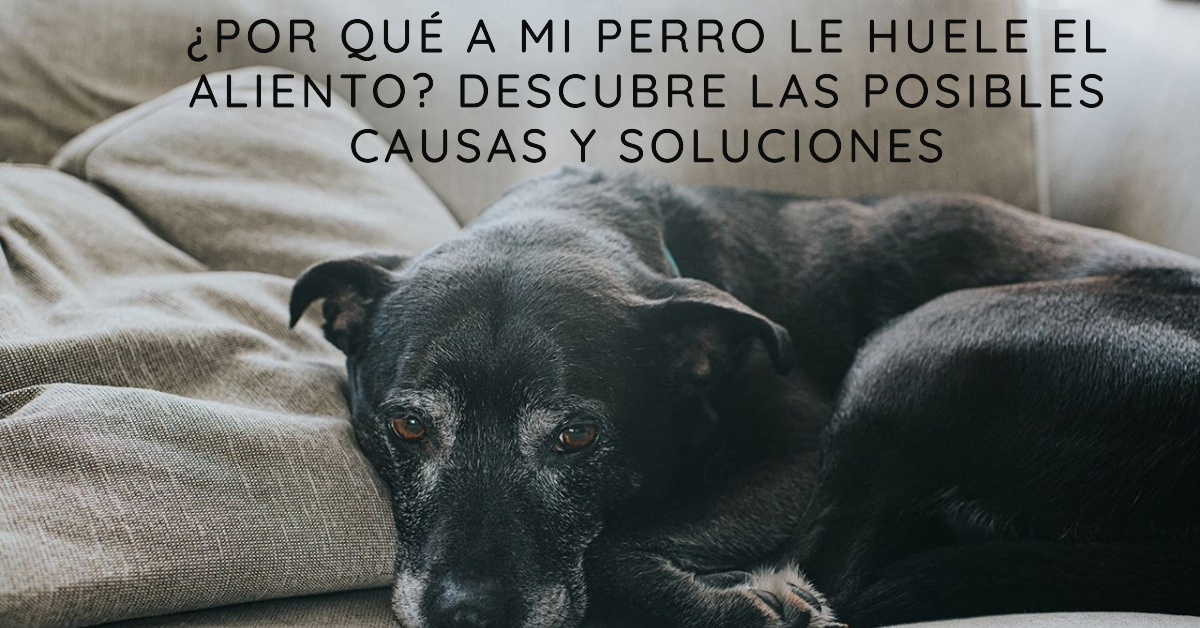 ¿Por qué a mi perro le huele el aliento? Descubre las posibles causas y soluciones