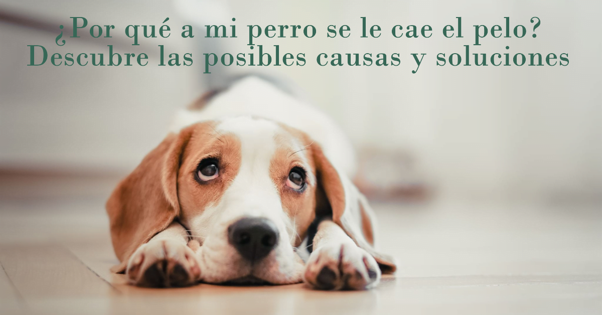 ¿Por qué a mi perro se le cae el pelo? Descubre las posibles causas y soluciones