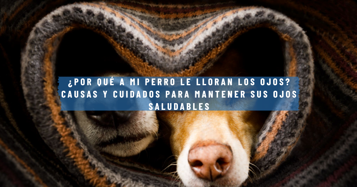 ¿Por qué a mi perro le lloran los ojos? Causas y cuidados para mantener sus ojos saludables