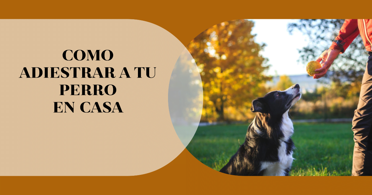 Curso adiestramiento canino (Gratis)