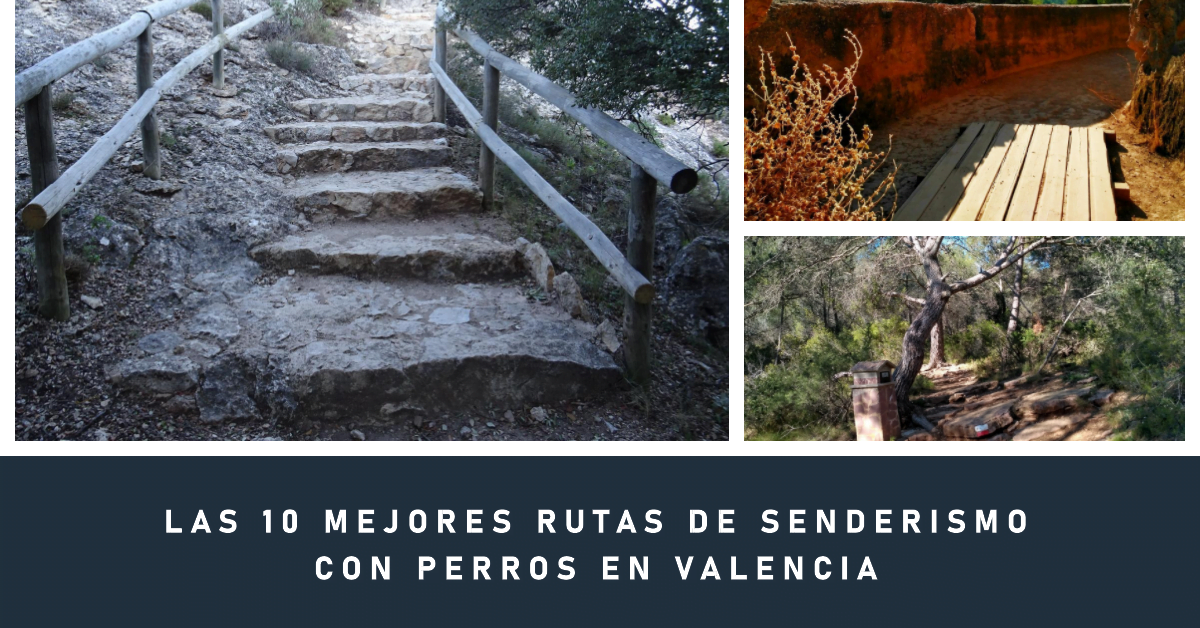 Las 10 Mejores Rutas de Senderismo con Perros en Valencia