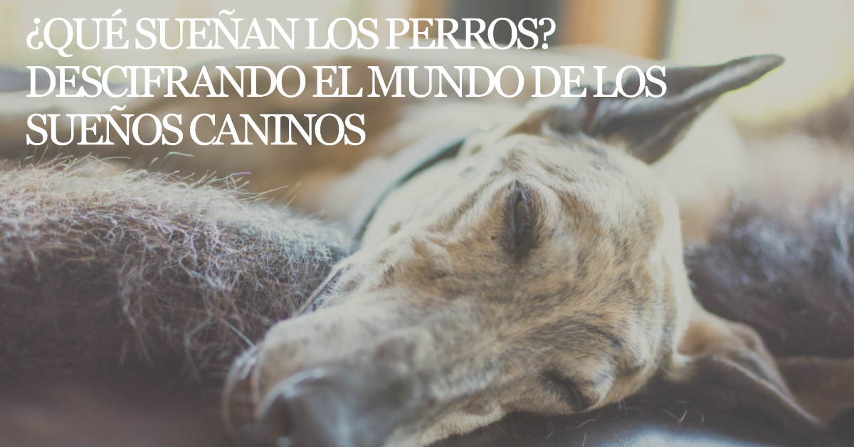 ¿Los perros sueñan?