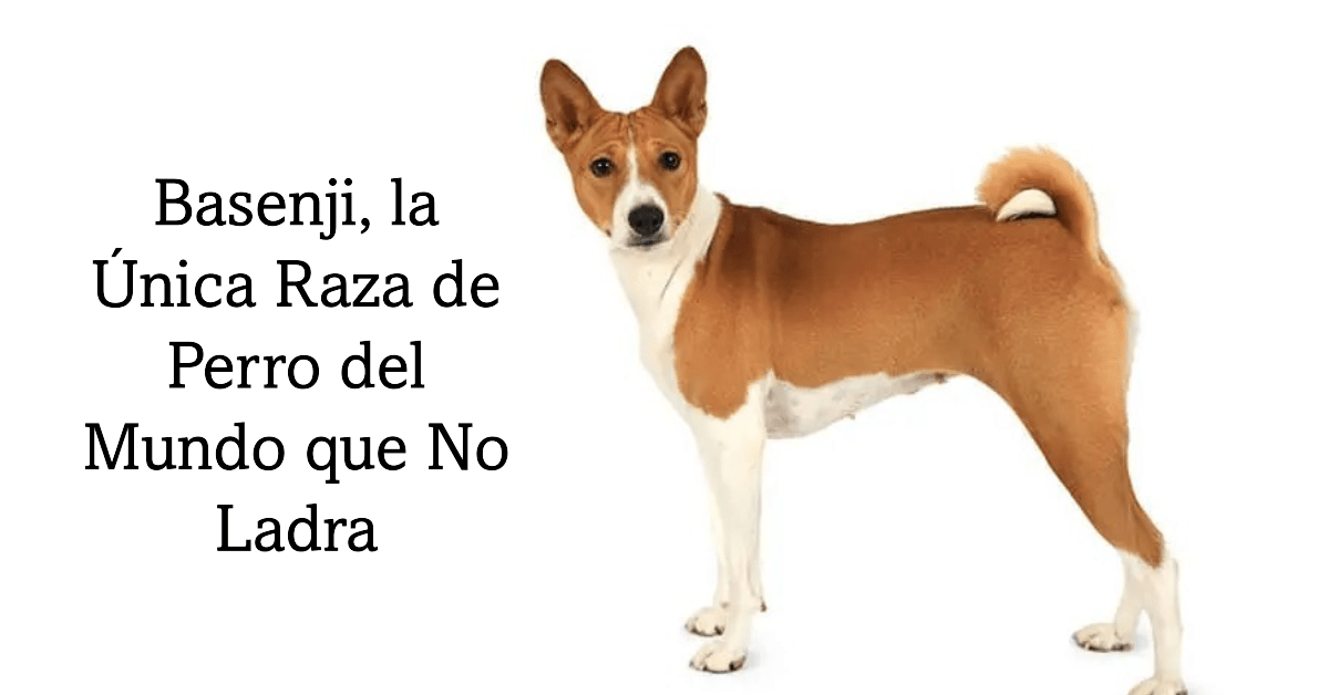 Basenji, la Única Raza de Perro del Mundo que No Ladra: ¿Por Qué y Qué Debes Saber?