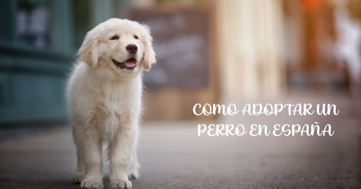 Como adoptar un perro en España