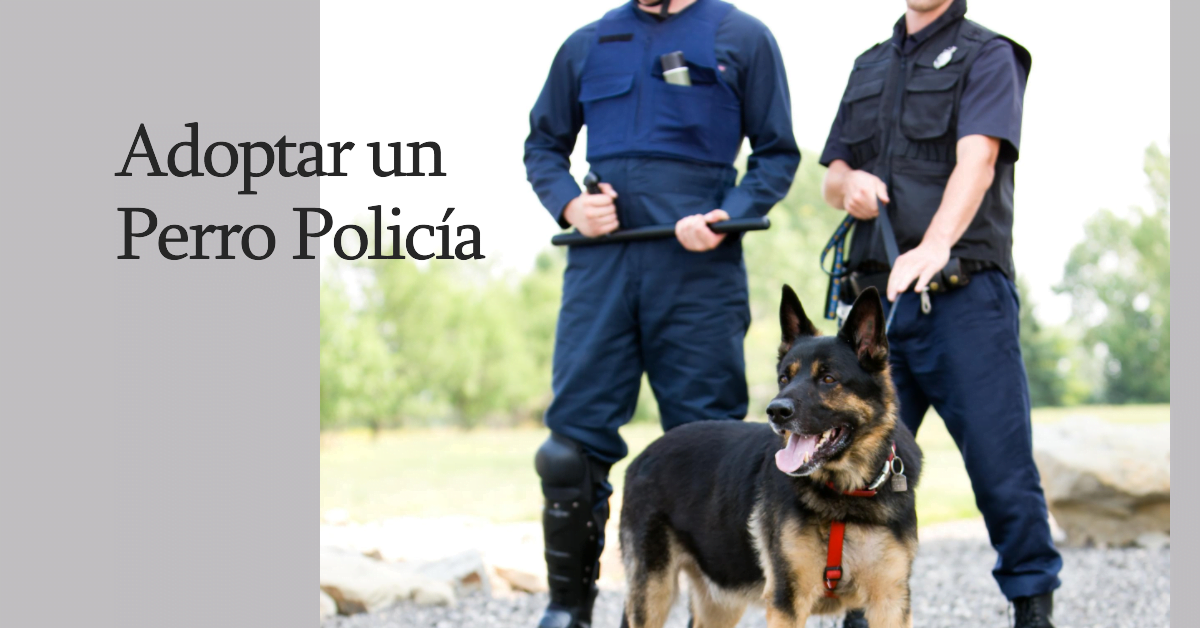 Adoptar un Perro Policía en España: Una Experiencia que Transforma Vidas